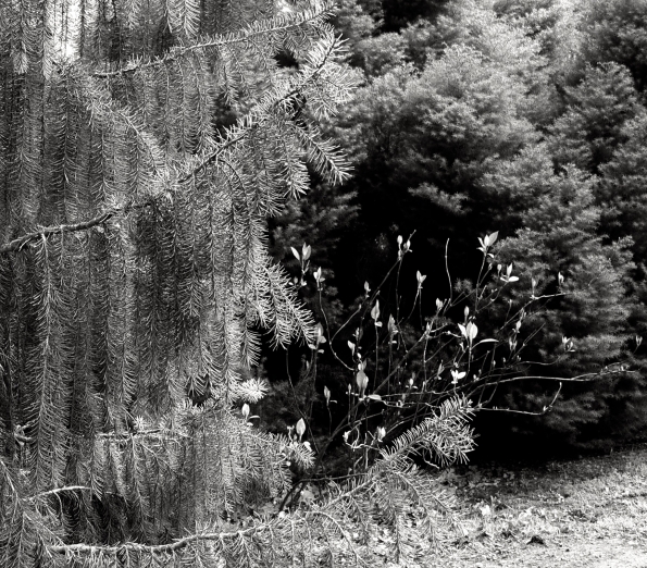 Bois des Moutiers (33) avril 2012